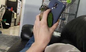 Parrot Seeking Attention Wiggles Between Phone and Hand