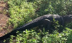 Alligator Blocks Motorcyclists Path