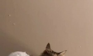 Paralyzed Cat Scales Mattress