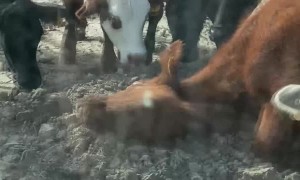 Rancher Frustrated by Confused Cows