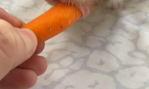 Hamster Wants to Consume the Entire Carrot