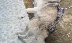 Hansky the Husky Enjoying the New Hammock