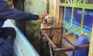 Mexican Navy rescues dog trapped in Tabasco floods