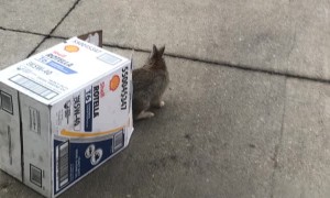 Rabbit Freed From Car and Released