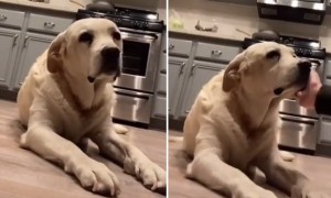 Doggy flops hard when lightly slapped in the face