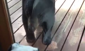 Dog Meets Bear at Glass Door