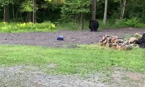 Black Bear Investigates an RC Car
