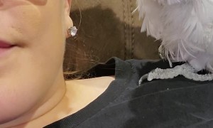 Cockatoo Just Wants Jewelry