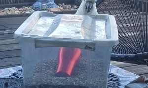 Cheeky Cockatoo Opens Container for a Feed