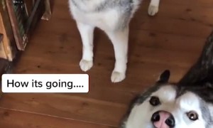 Howling Huskies Make Some Noise