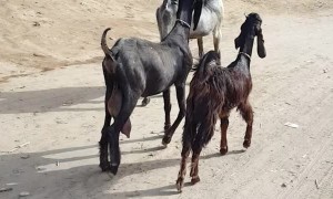 Goats Dance While Crossing the Street