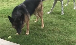 Dog Best Friends Playing Tug of War with Flashback