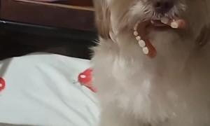 Small Dog Finds Missing Dentures
