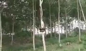 Sneaky Snake Ascends Tall Tree