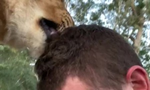 Zookeeper gets loving kiss from lion buddy