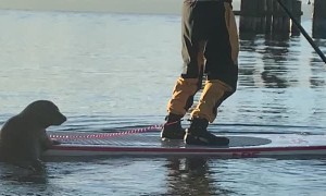 Seal Catches a Ride