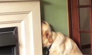 Golden Retriever Is Too Tired to Lie Down