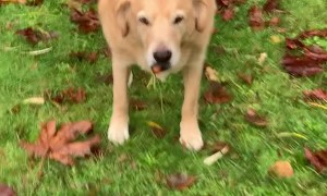 Cheeky Dog Caught Stealing Carrots