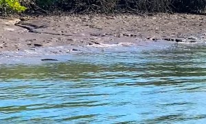 Fisherman Surprised by Saltwater Croc