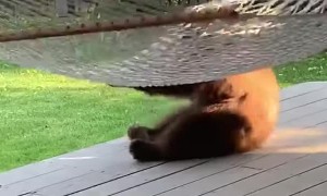 Bear Cub Has Fun with Hammock