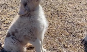 Bottle Calf Gives Puppy some Love