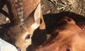 Dog and Baby Fawn Share a Sip
