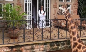 Betty the Giraffe Loves Her Morning Treats