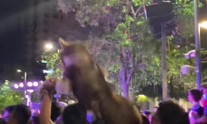 Happy Husky Hoisted onto Shoulders During Gathering