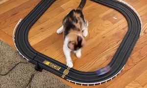 Kitty Catches Toy Car on Track