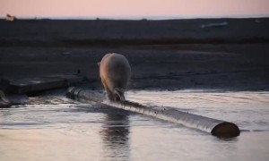 Bear Walks on Log in Alaska