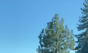 Black Bear Heads for the Lake