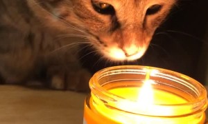 Curious Kitty Discovers Her First Candle