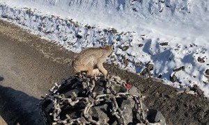 Lynx Climbs up to Have a Look at Human