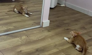 Kitten Realizing how Handsome he is looking in the Mirror
