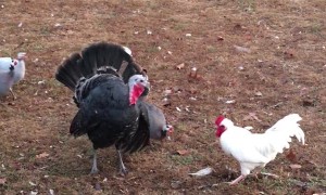 Rooster Pushed Back by Territorial Turkeys