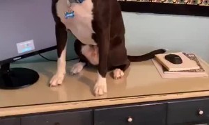 The Life of a Dog Who Thinks he is a Cat