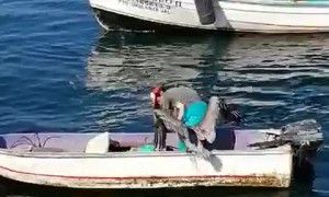 Fisherman Gives Pelican a Friendly Hug