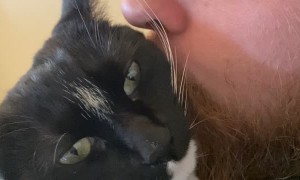 Kitty Chews Playfully on Persons Nose