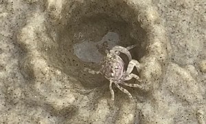 Crab Quickly Constructs New Home