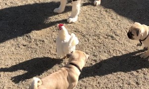 Chicken Takes Refuge on Dogs Back