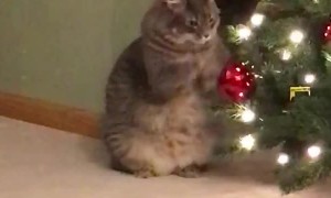 Kitty Claws at Christmas Ornament