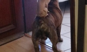 Barking Chihuahua Rides on the Back of Bulldog