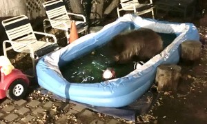 Bear Playing in a Little Pool
