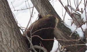 Beaver Chews Down Tree Then Swims off with a Small Branch