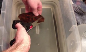 Man Cuts Open Pod To Reveal Stunning Baby Shark