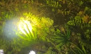 Just Shewing Away Big Lizards in the Everglades