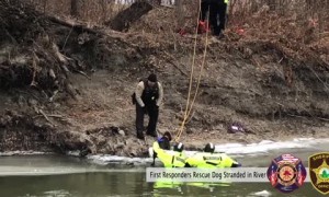 First Responders rescue stranded dog on a chunk of ice in the river