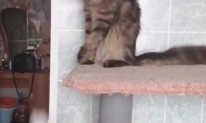 Maine Coon Cat Tips Bowl of Milk