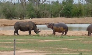 Hippo Incredibly Scares Away Threatening Rhino