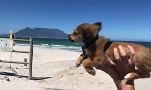 Pup Swims in Strong Wind